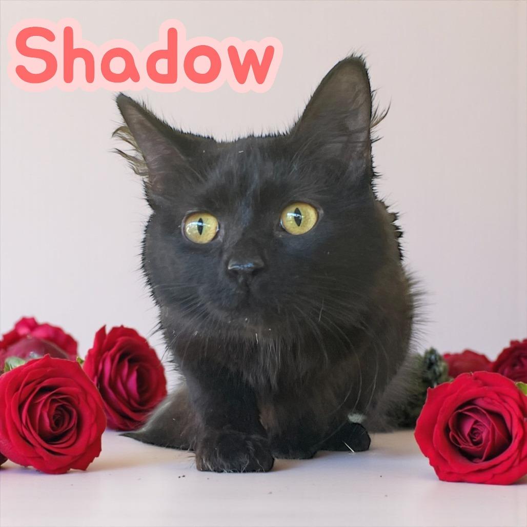 Shadow
