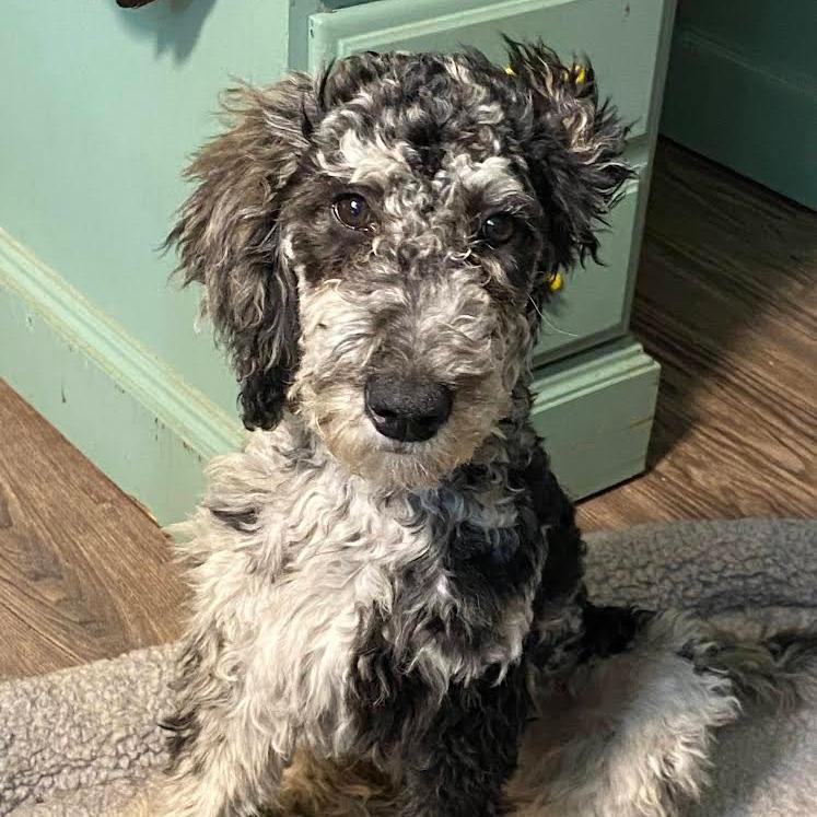 Pepper (no longer accepting applications)