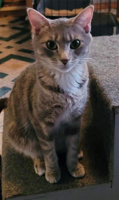 Adoptable Cats & Kittens in Des Moines, IA
