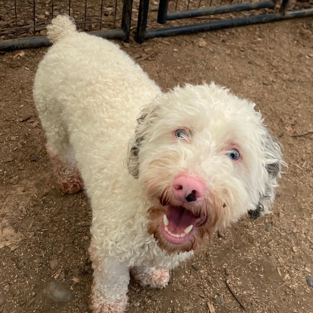 POLAR BEAR (bonded w/Ozzy)