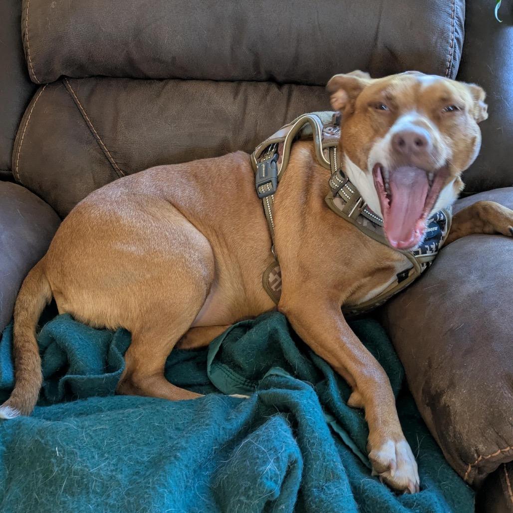 Maya