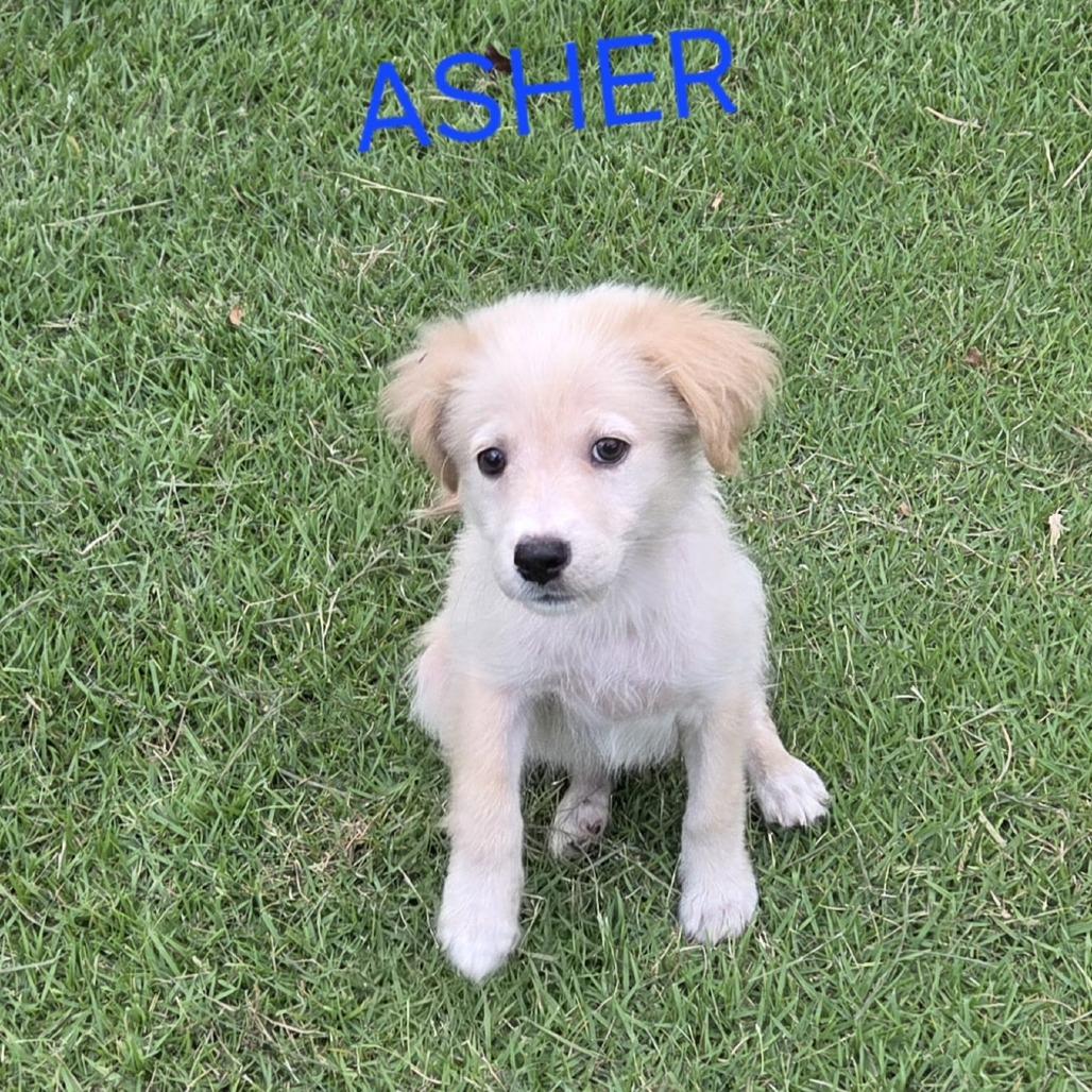 Asher