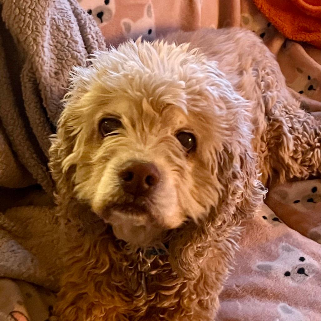 Buddy