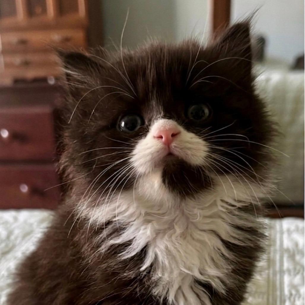Dumpling