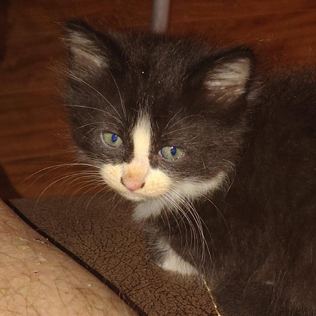Kitten 1