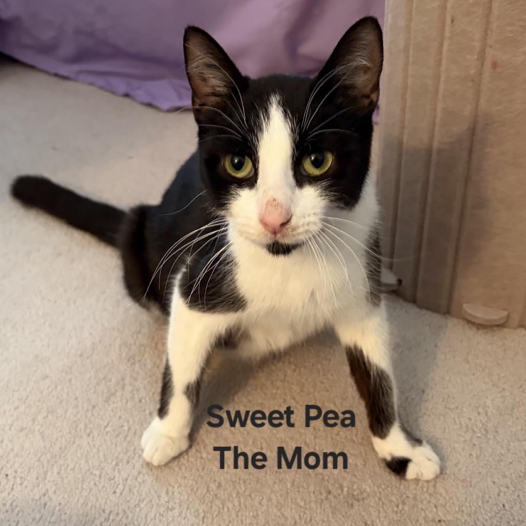 Sweet Pea