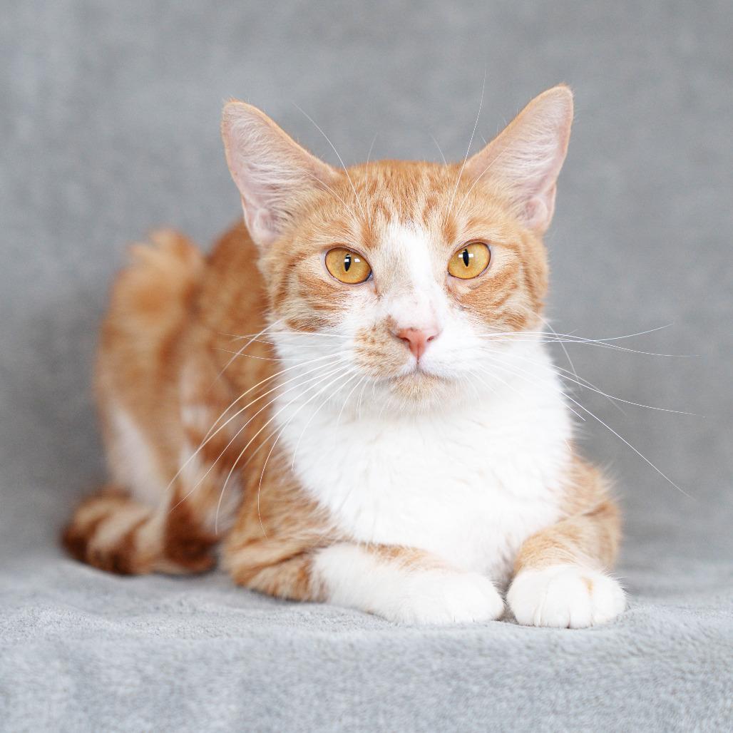 Toffee (In Foster)