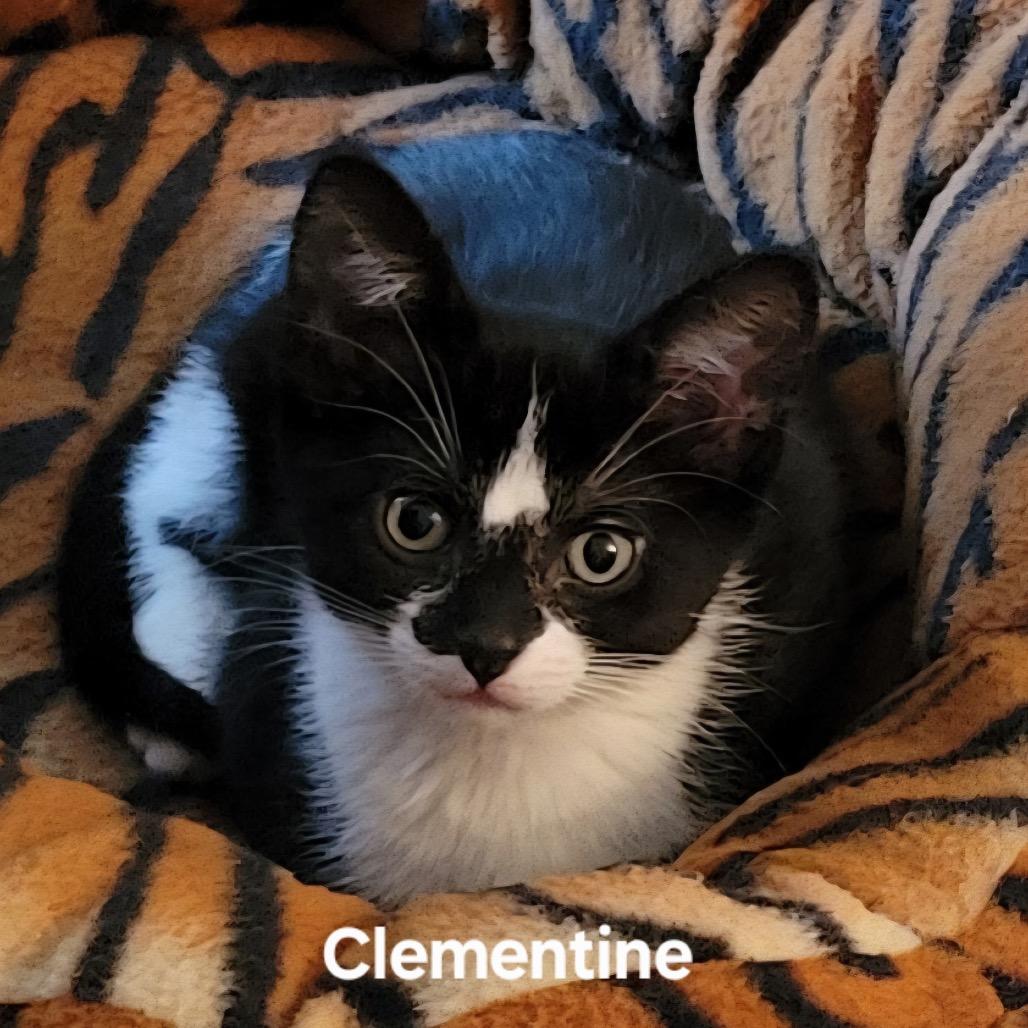Clementine