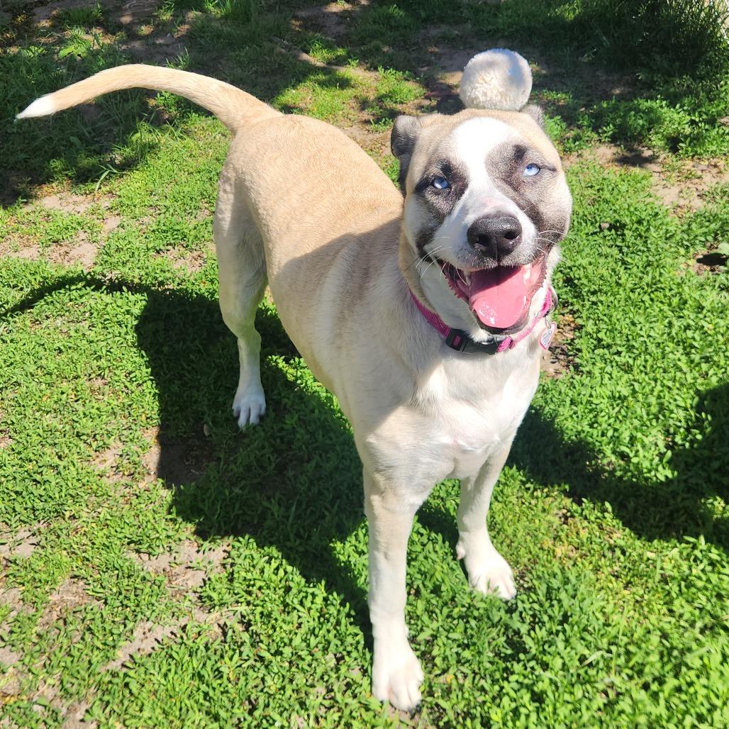 Bambi-$399 - in foster!