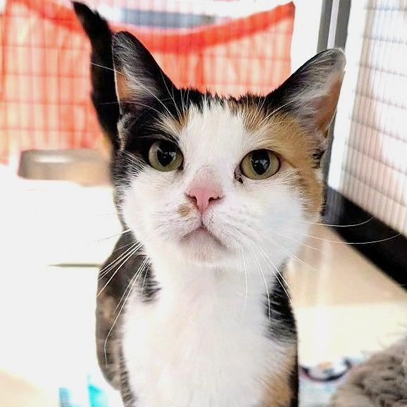 Rosie 