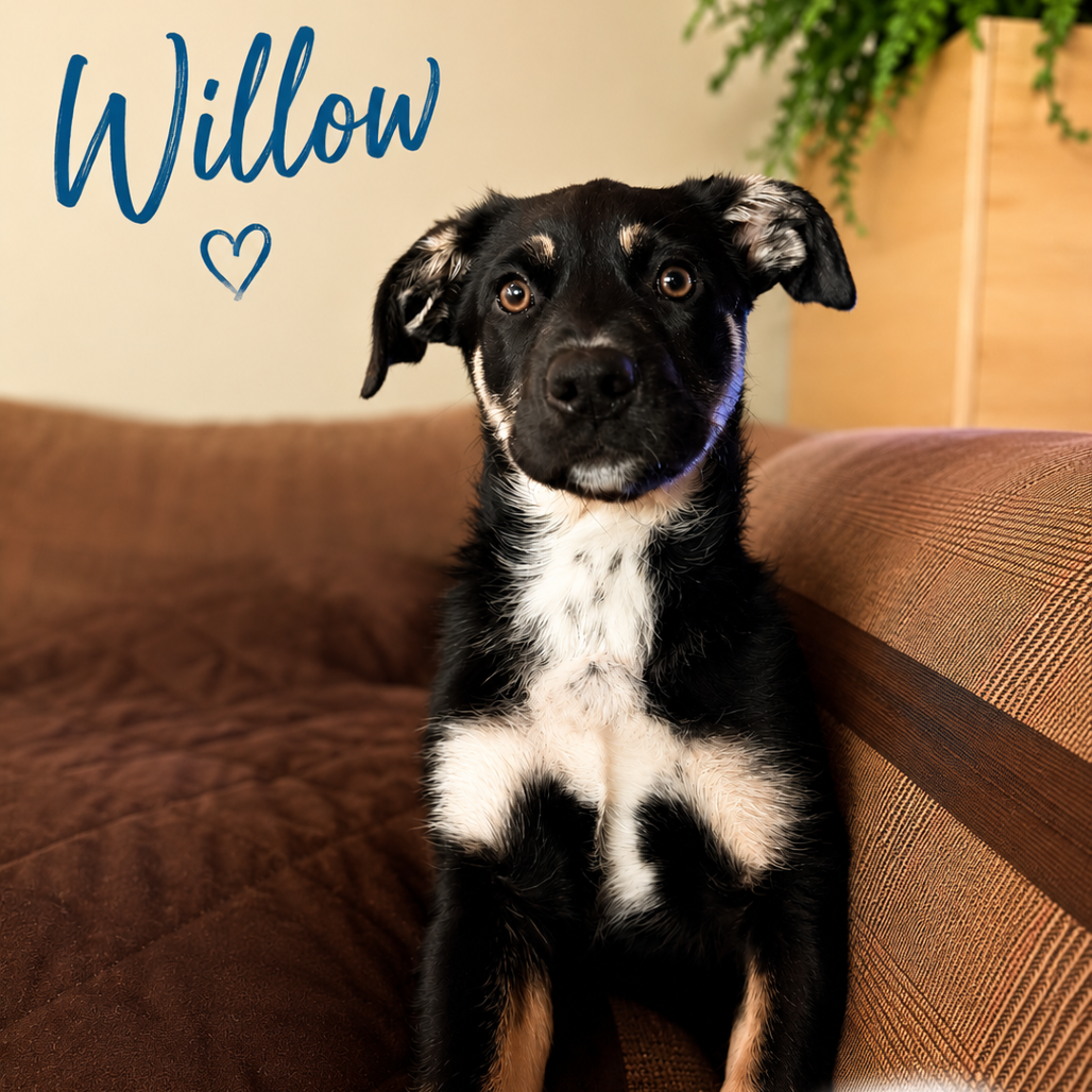 Willow