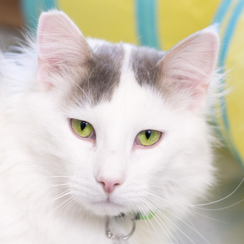 Whiskers