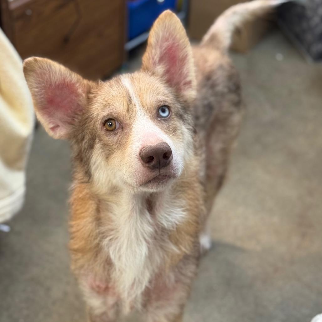 CT Auggie *Foster me!*