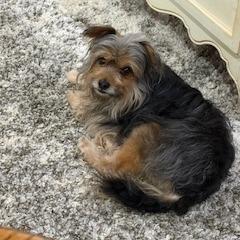 Linus - adoption pending