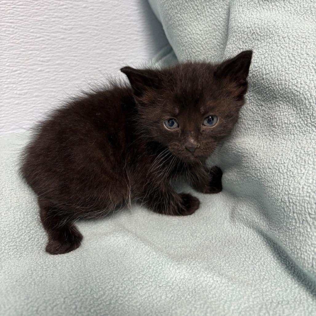 Figaro