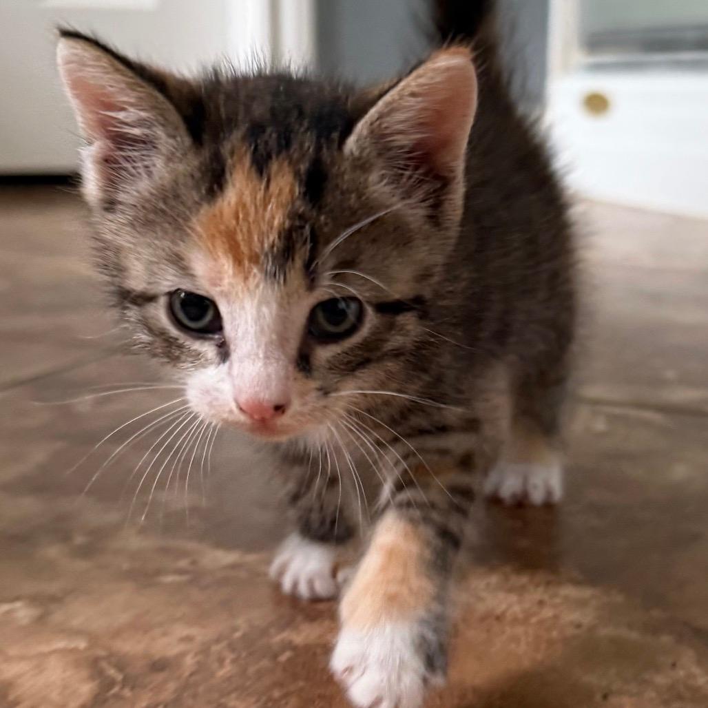 Rori
