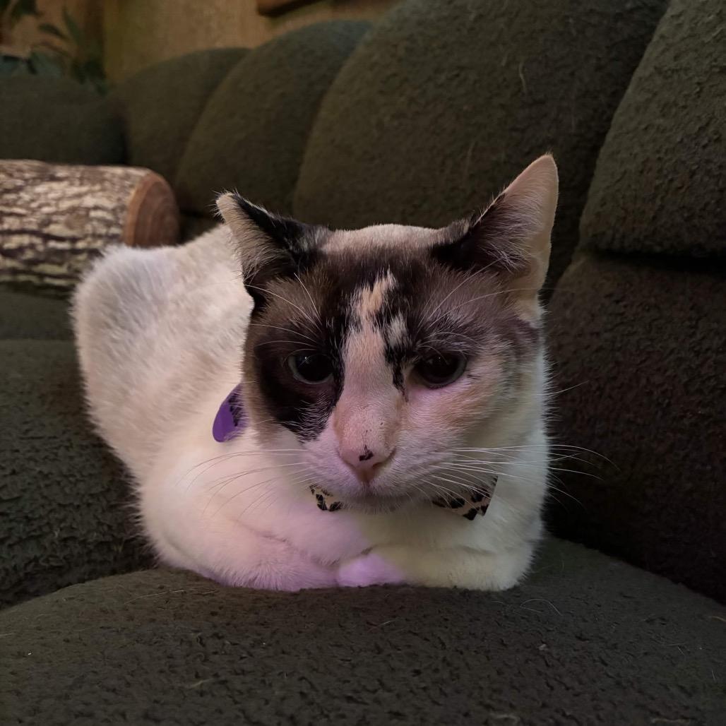 Bella 