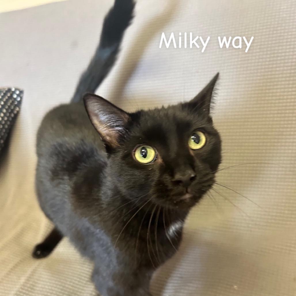 Milkyway *Meet me at Lakeville Petsmart*
