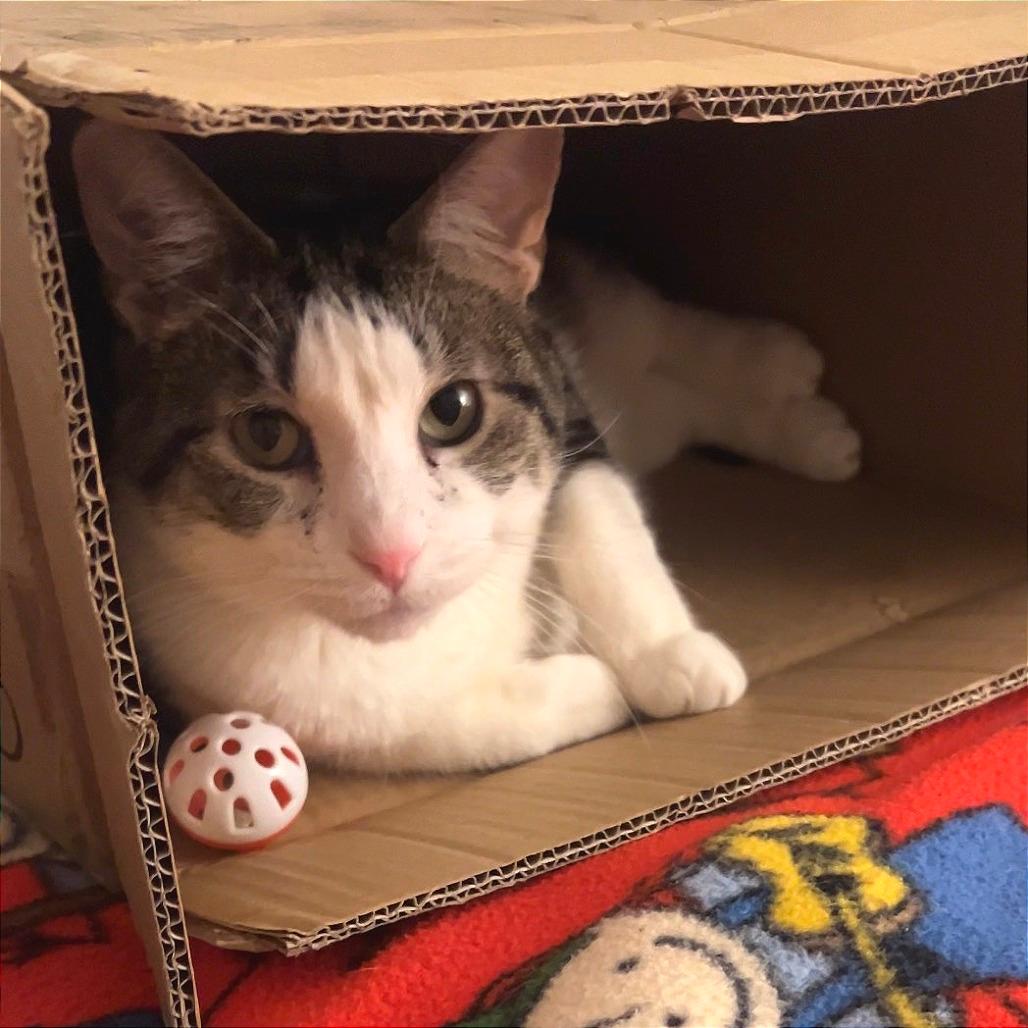 Carmie