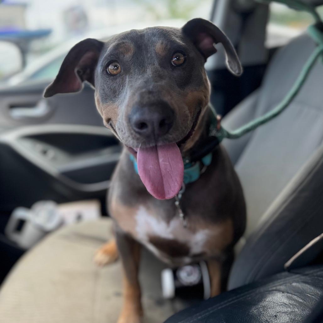 Dobby (Adoption Fee SPONSORED!)