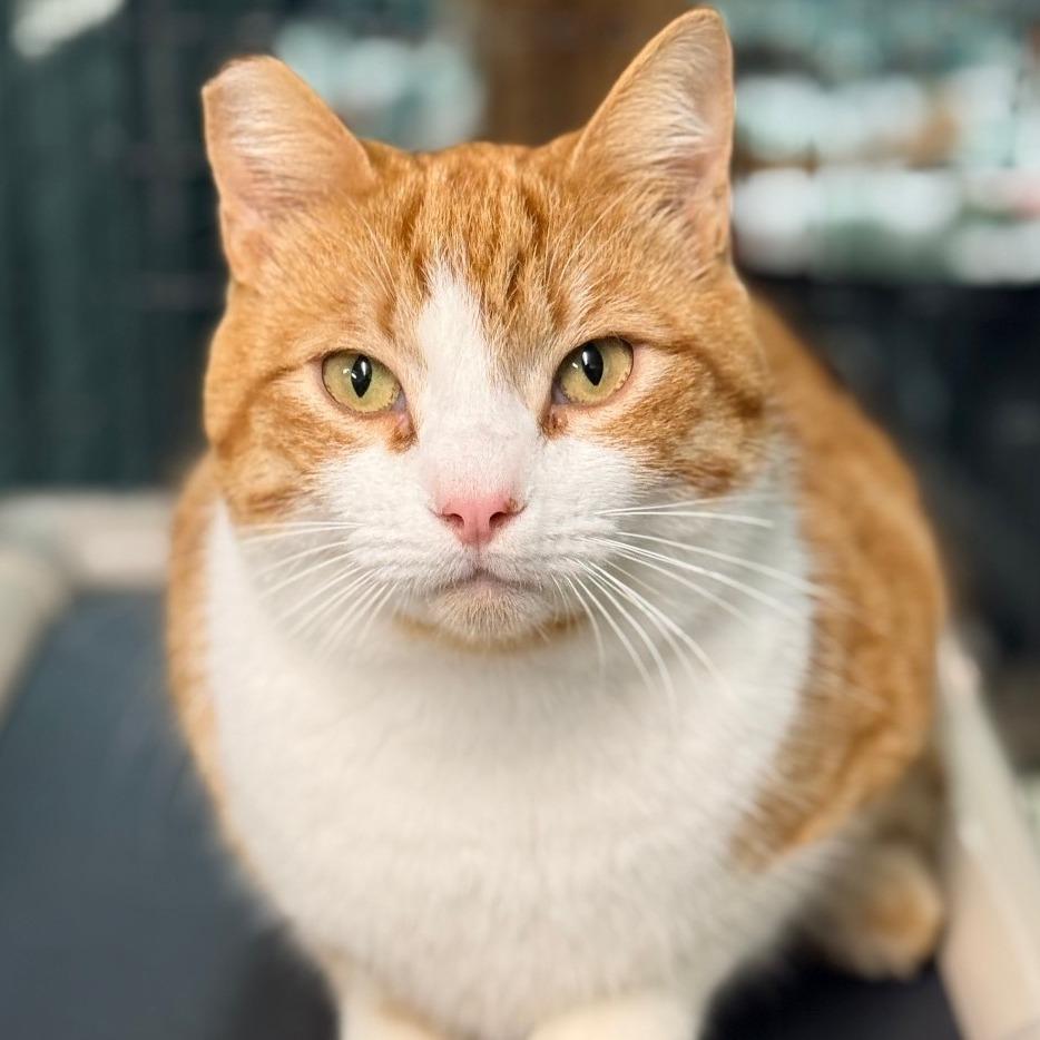 Arlo