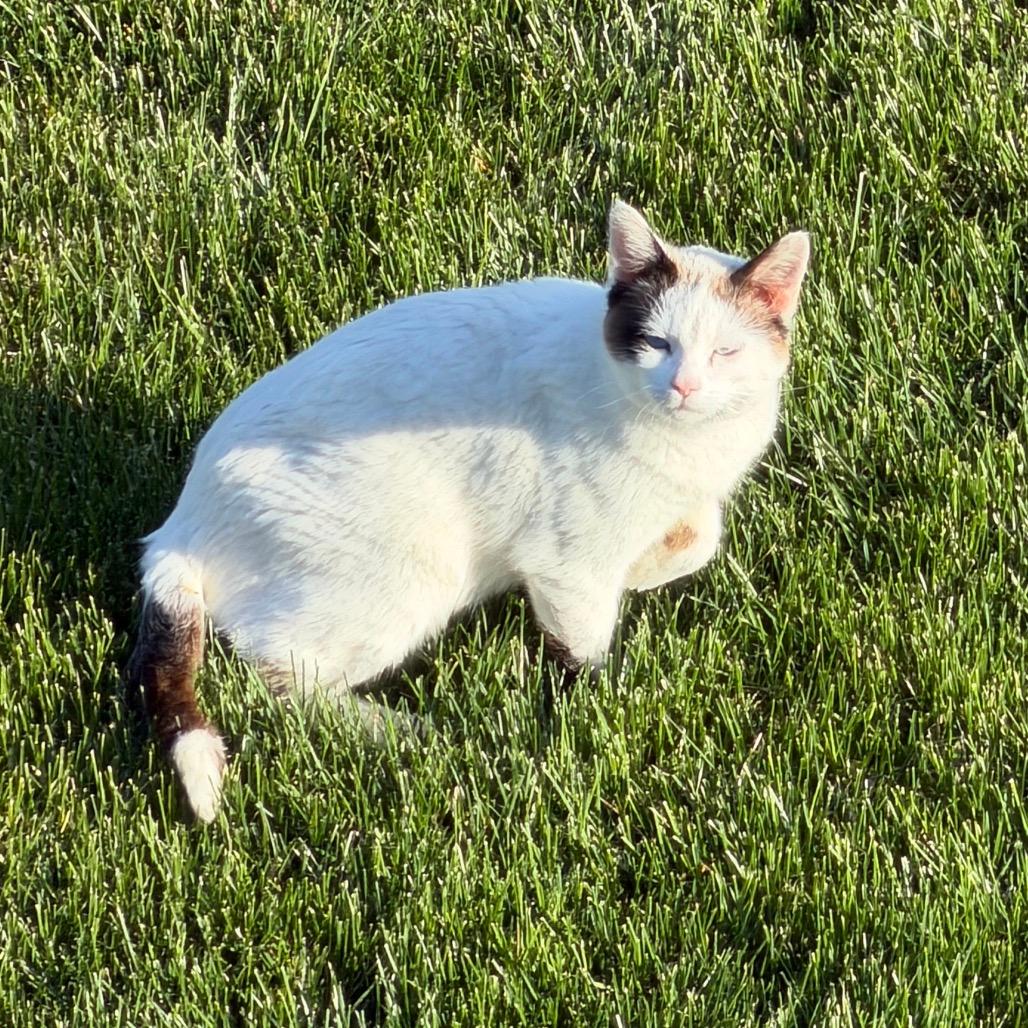 White Kitty Momma