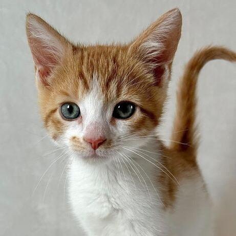 Micah