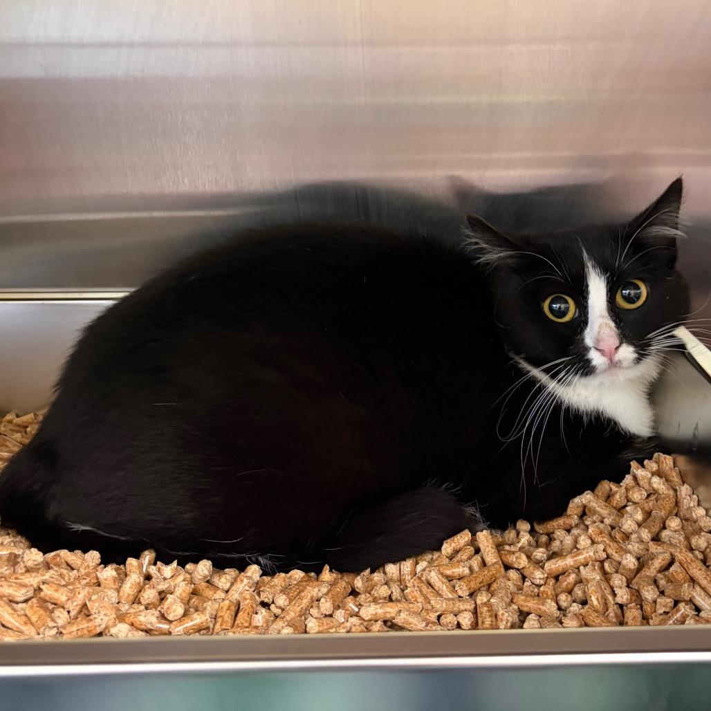 Stray 5/9/26 A64722