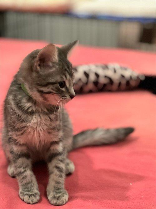 Adoptable Cats & Kittens in Dallas, TX