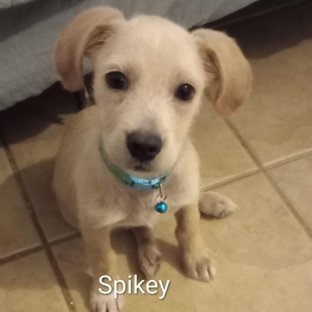 Spikey