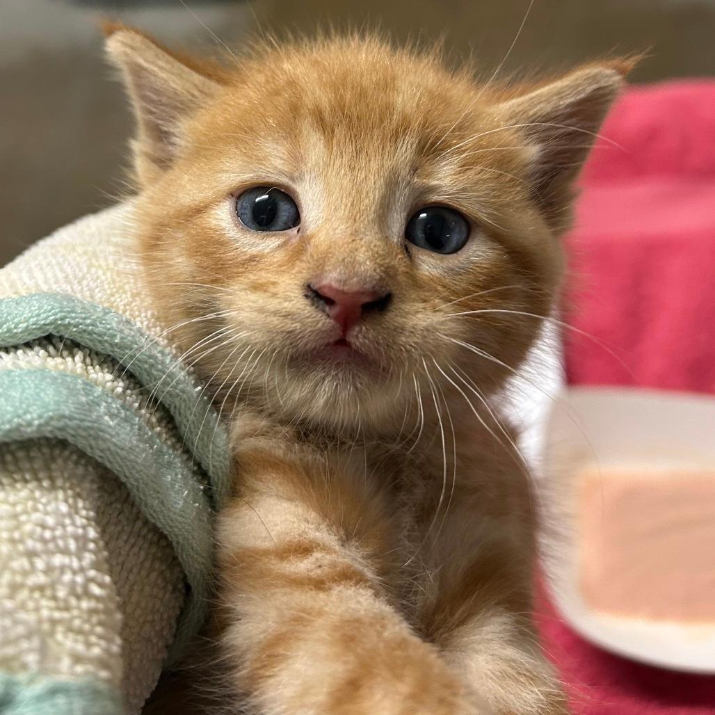 STRAY KITTEN "Woody"