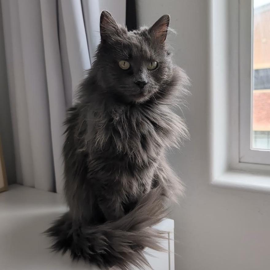 Mavi