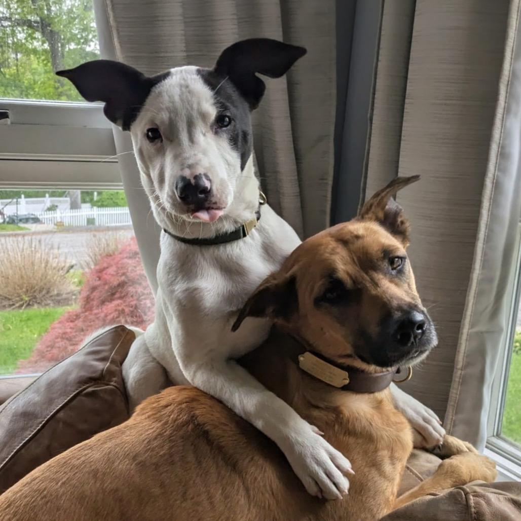 NY Freckles (Foster in Brewster NY)