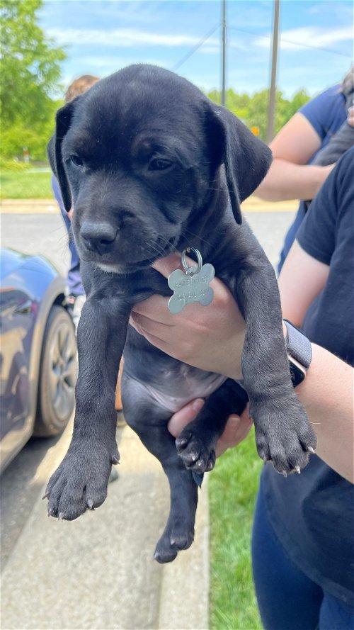 Free Puppies In Fayetteville Nc