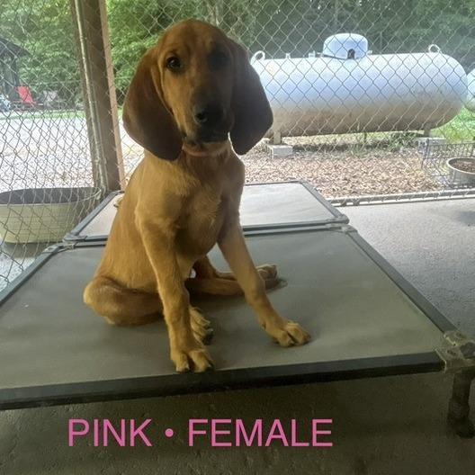 Pink Collar- AL