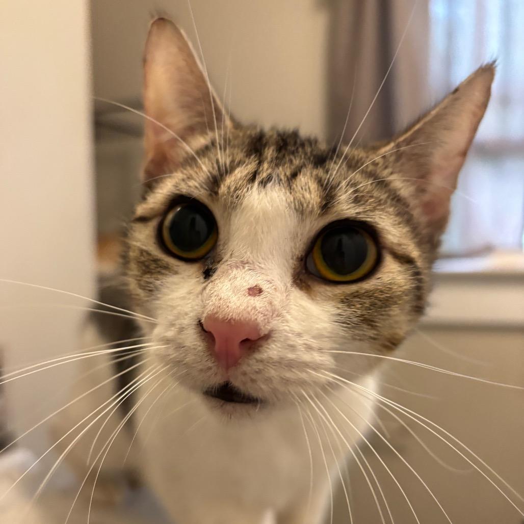Arial (barn cat)