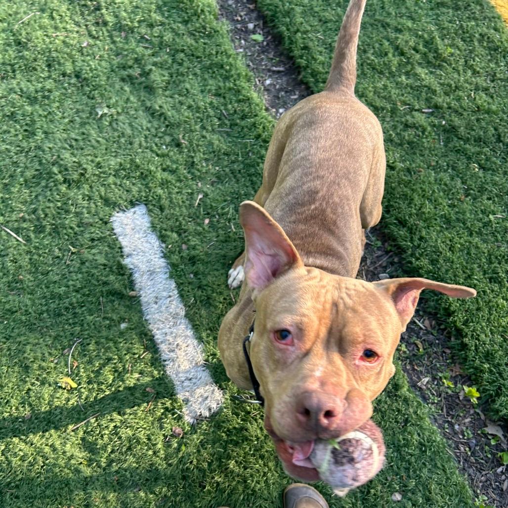 Sheila