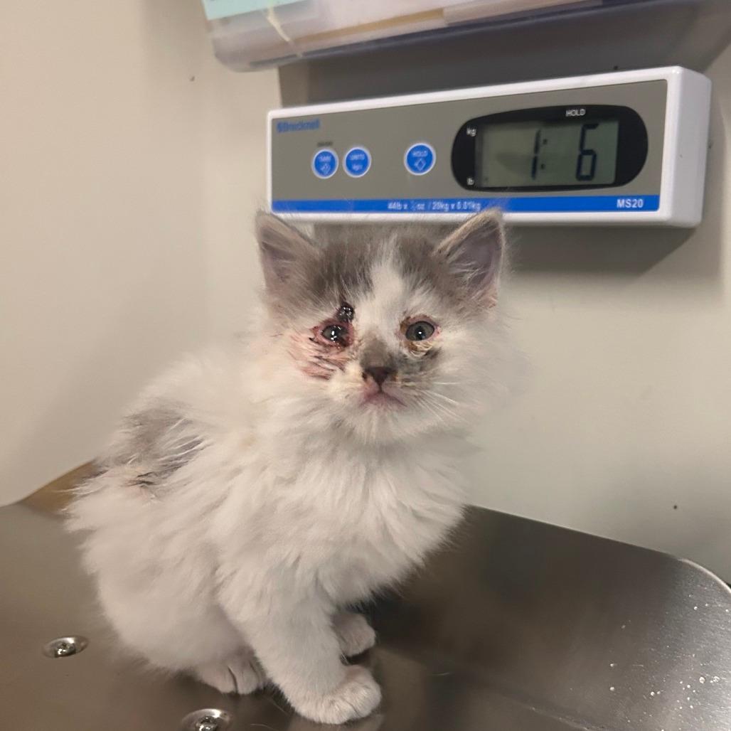 STRAY KITTEN "Stubby"