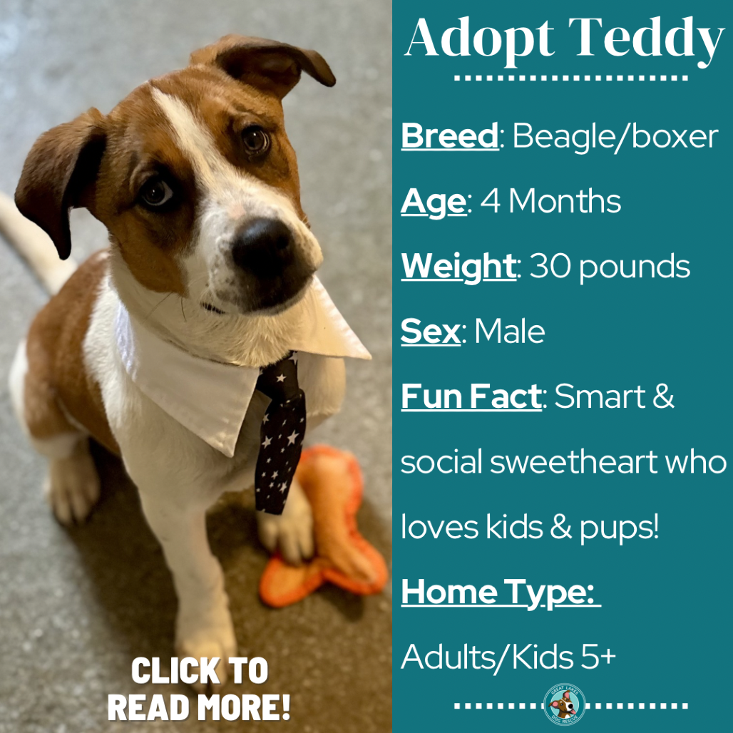 Teddy