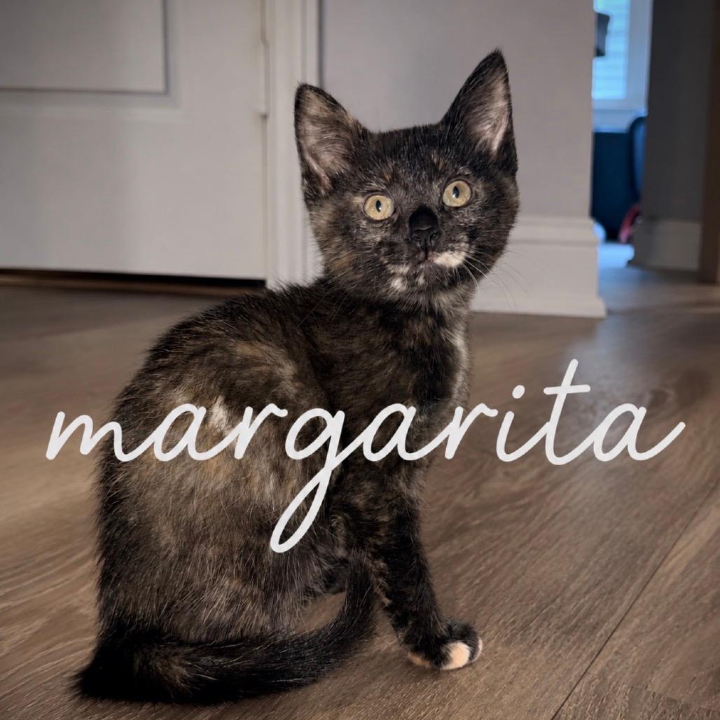 Margarita