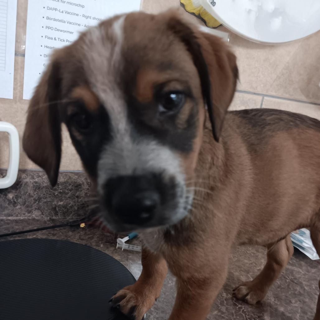 Puppuccino (Duke)