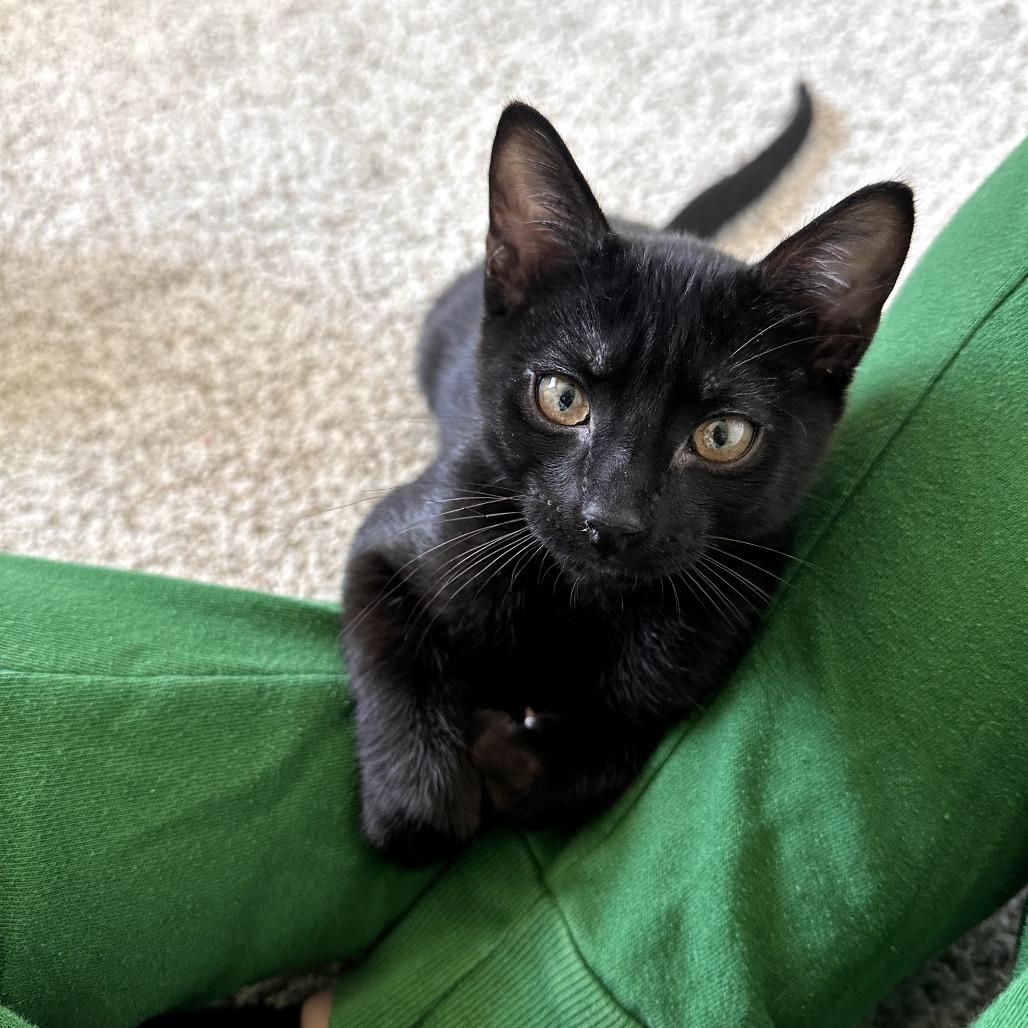Tyson