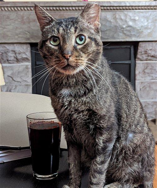 Adoptable Cats & Kittens in Rochester, NY