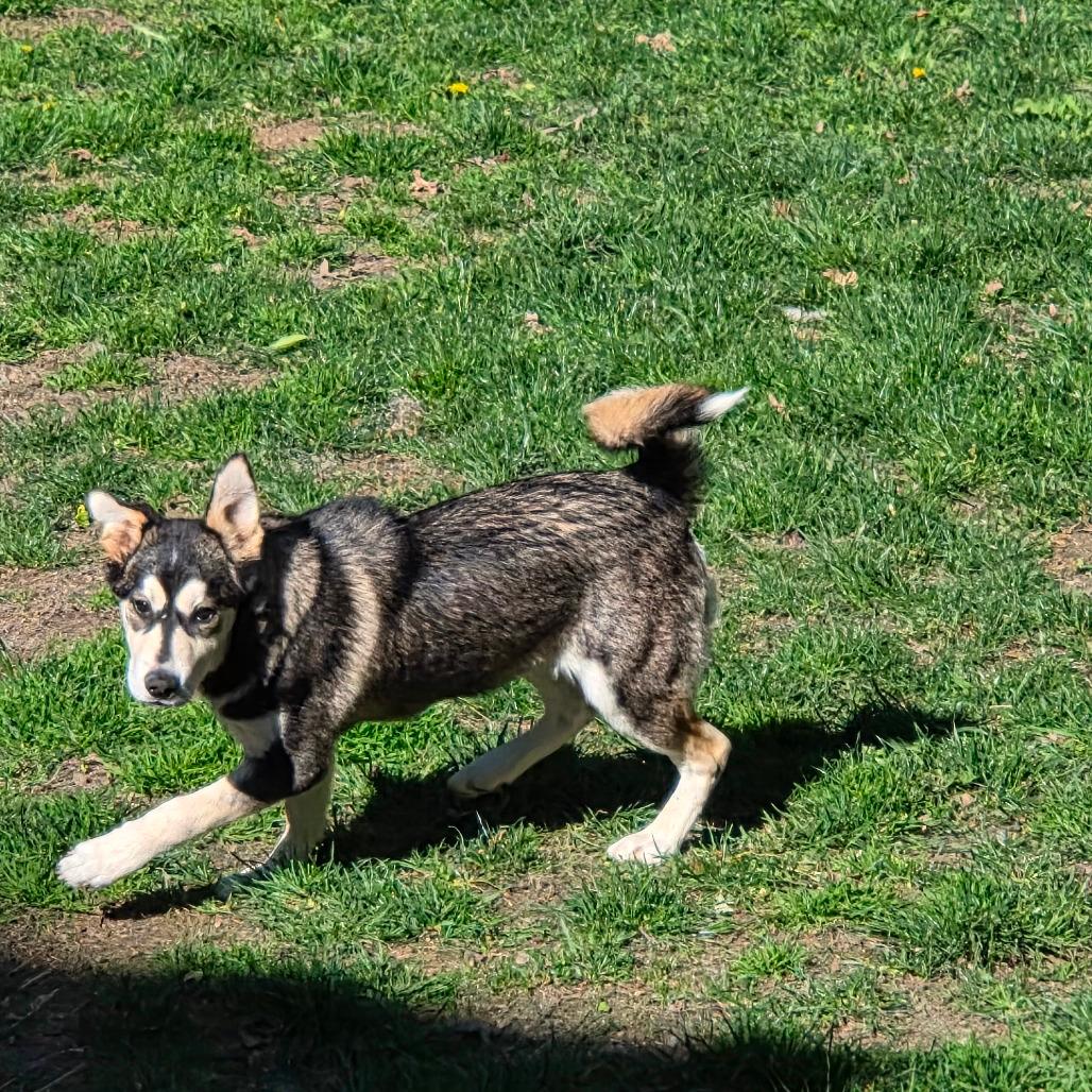 Maverick