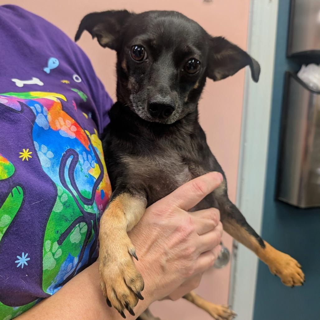 (Vet) Tootsie