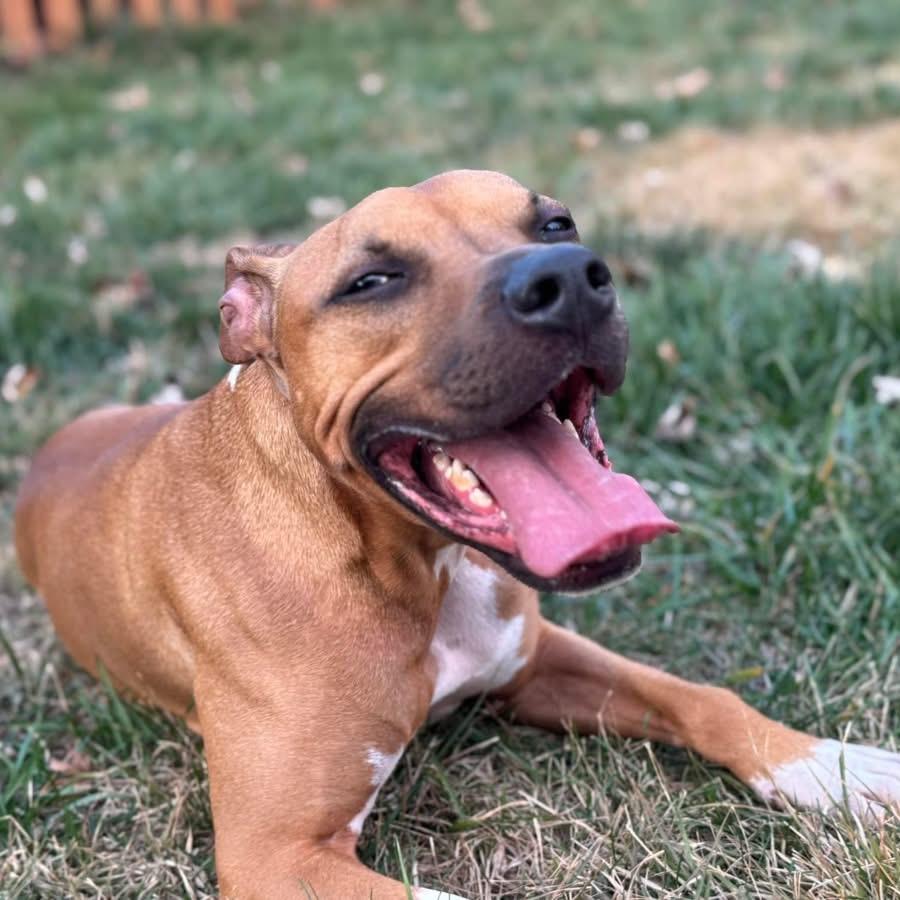 Simba 