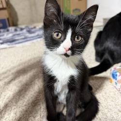 Arugula-AT PETCO
