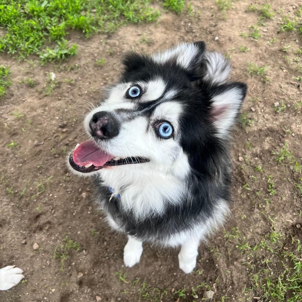 Chase