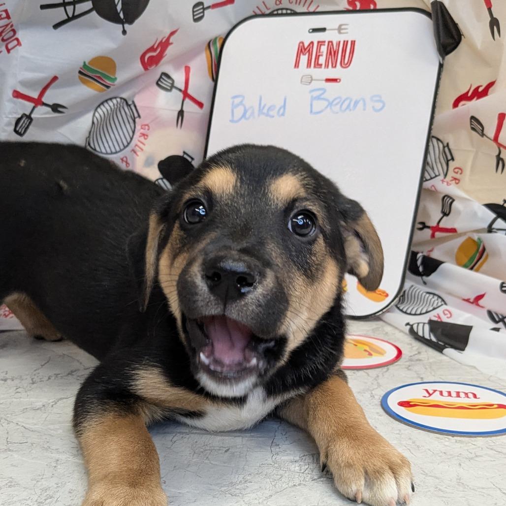 (Event 5/20) Baked Beans