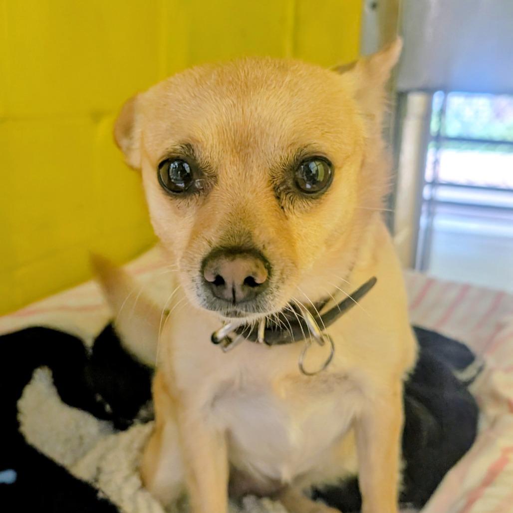 (Vet) Lily